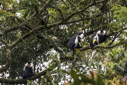 Rwanda, Province de l’Ouest, Gisakura, Parc national de Nyungwe, Colobes de Ruwenzori (Colobus angolensis ruwenzorii) pendant un safari à pied dans la forêt tropicale humide naturelle