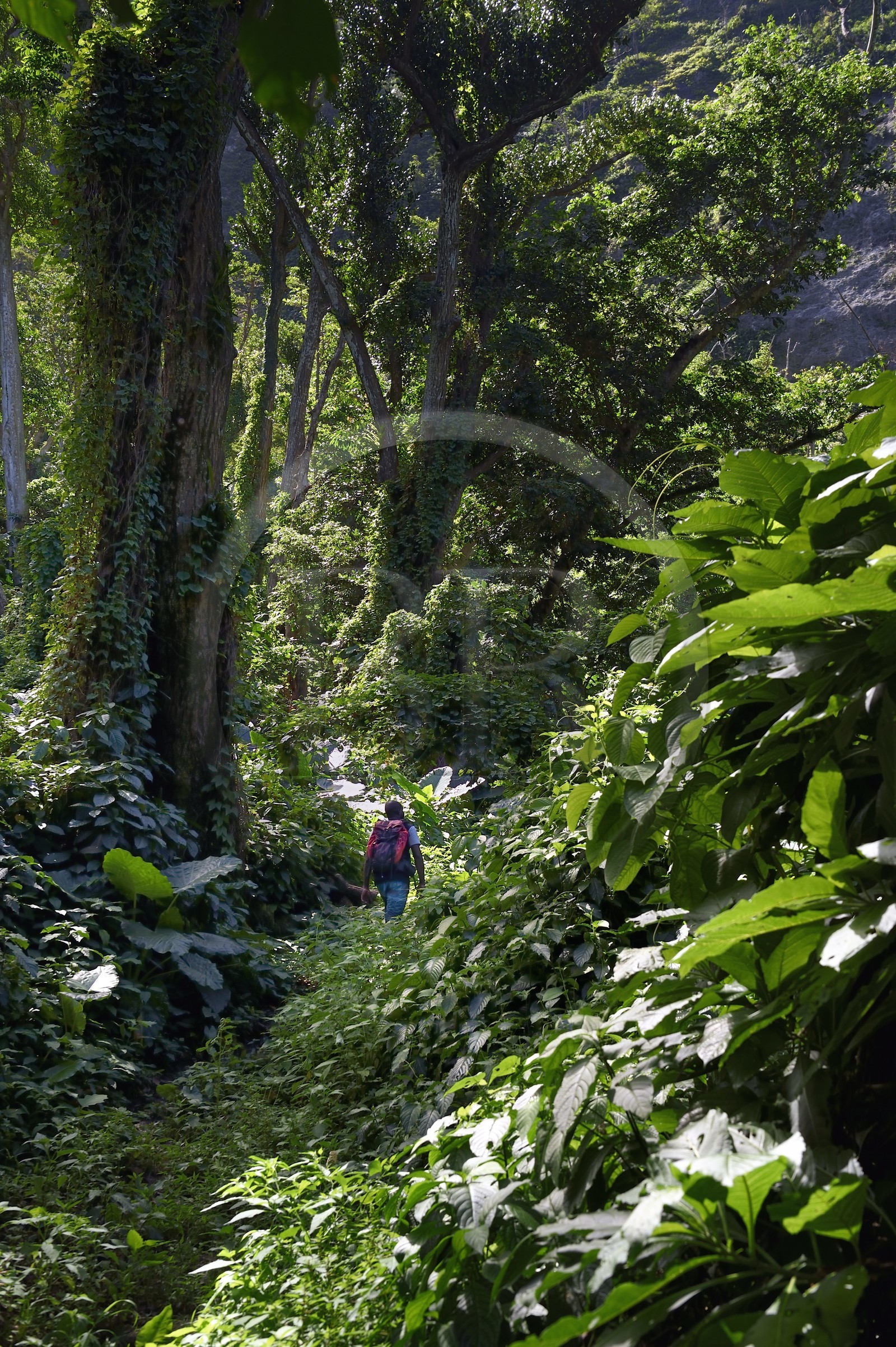 Caribbean, Dominica Island, hikers on segment 13 of the Waitukubuli National Trail in the north of the island between Pennville and Capuchin at the place called Grand Fond