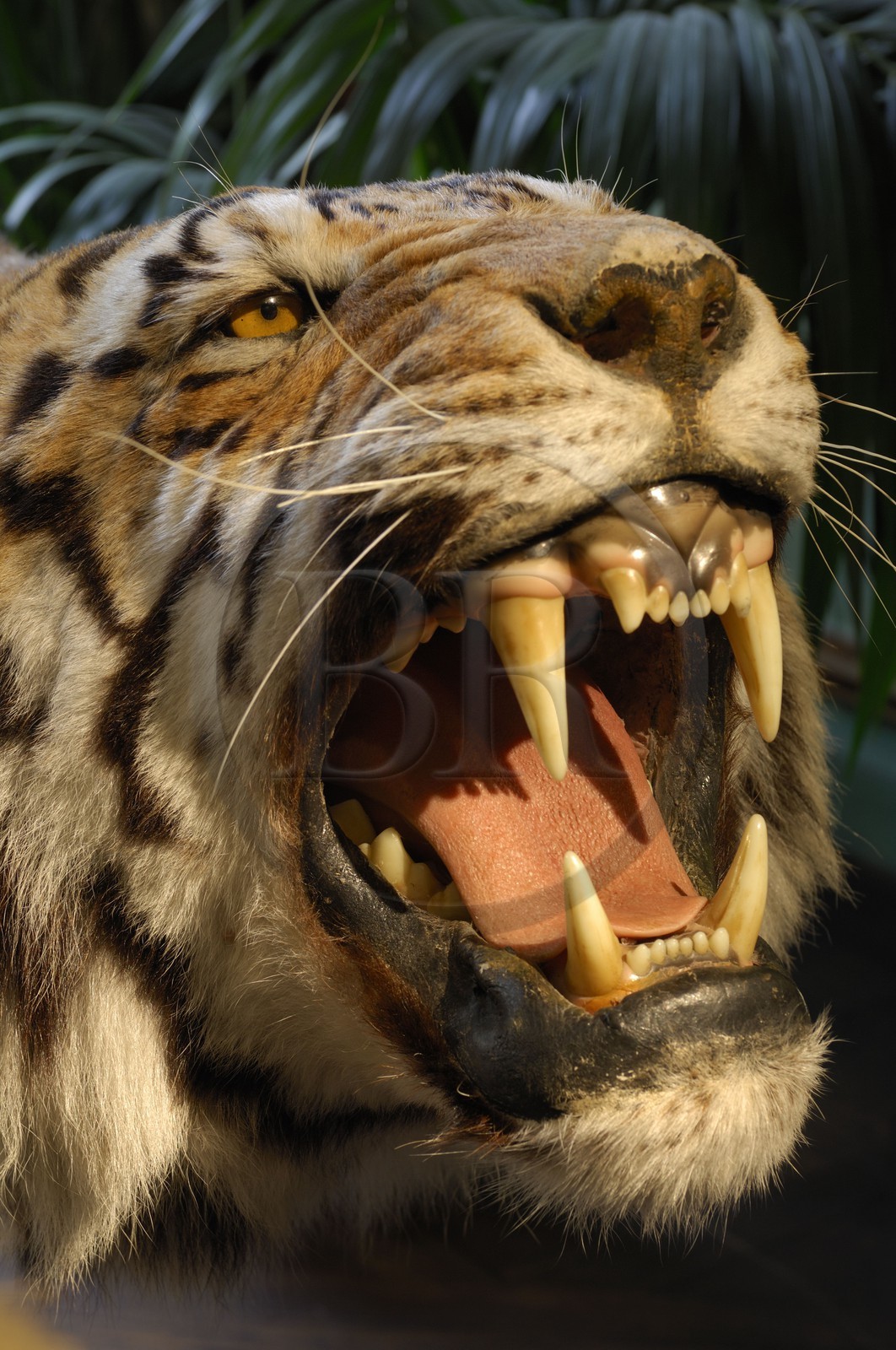 France, Paris (75), le taxidermiste Deyrolle rue du bac