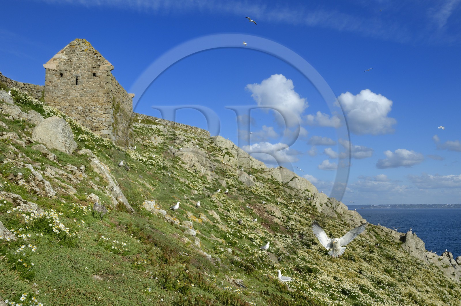 France, Côtes-d'Armor (22), Perros-Guirec, archipel et réserve ornithologique de Sept-Iles, Ile aux Moines, zone de nidification avec mouettes jeunes et adultes