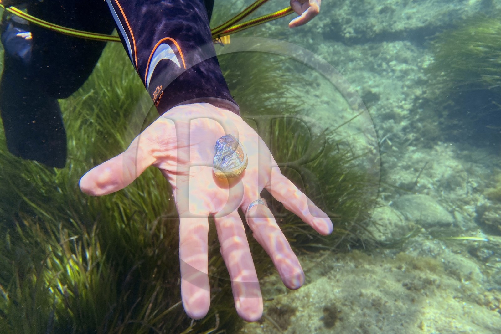 France, Var, Le Rayol Canadel sur Mer, Domaine du Rayol, Jardin des Mediterranees, Conservatoire du Littoral Estate compulsory mention, pearly shell on the marine path