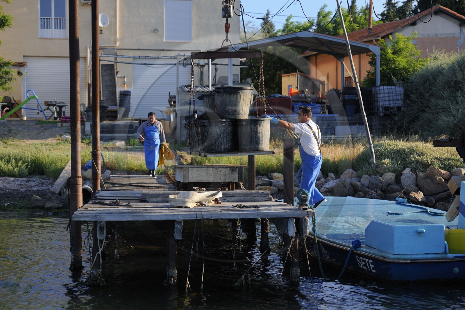 France, Herault, Bouzigues, Bassin de Thau, oyster and mussels farm at the place called La Catonnière, unloading oysters
