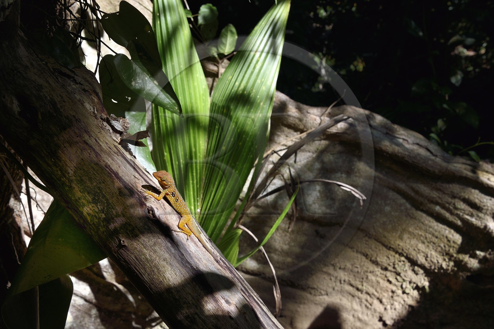 Caraïbes, Ile de la Dominique, Portsmouth, les rives de l'Indian River, lézard Anoli endémique de La Dominique (Anolis oculatus) sur un tronc du sous-bois tropical