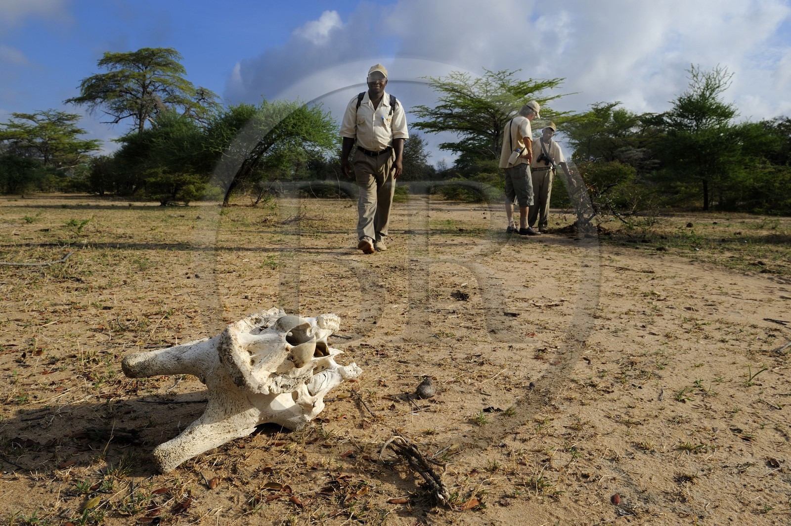 Tanzania, Selous Game Reserve is one of the largest fauna reserves of the world and designated a UNESCO World Heritage Site in 1982, Safari on foot with a ranger of the Selous Camp, giraffe Skull