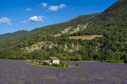 France, Drôme (26), parc naturel régional des Baronnies provençales, Vercoiran, maison au centre d'un champ de lavande