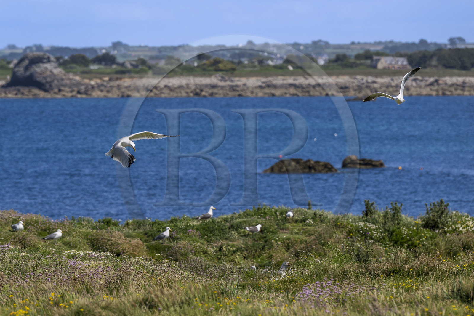 France, Finistère, Abers Country (Pays des Abers), Ile Vierge (Virgin Island) in the Lilia archipelago, many gulls populate the island during the nesting period