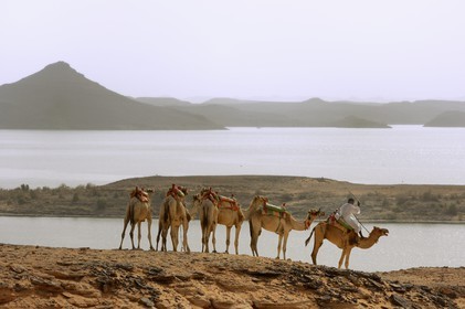 Egypt, Upper Egypt, Lake Nasser, Nubia desert, Wadi es-Sebua site or Valley of the Lions, camel caravan