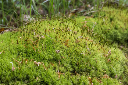 France, Bas-Rhin (67), Parc Naturel régional des Vosges du Nord, mousse dans la forêt de La Petite Pierre