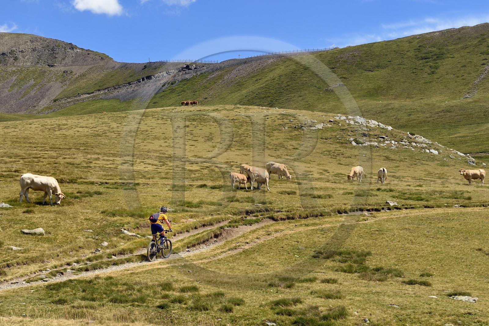 France, Hautes Pyrenees, Saint Lary Soulan and Vielle-Aure, hike on a variant of the GR10 between the Portet pass and the Bastan lakes on the edge of the Neouvielle nature reserve, herd of cows in the summer pasture towards the pass
