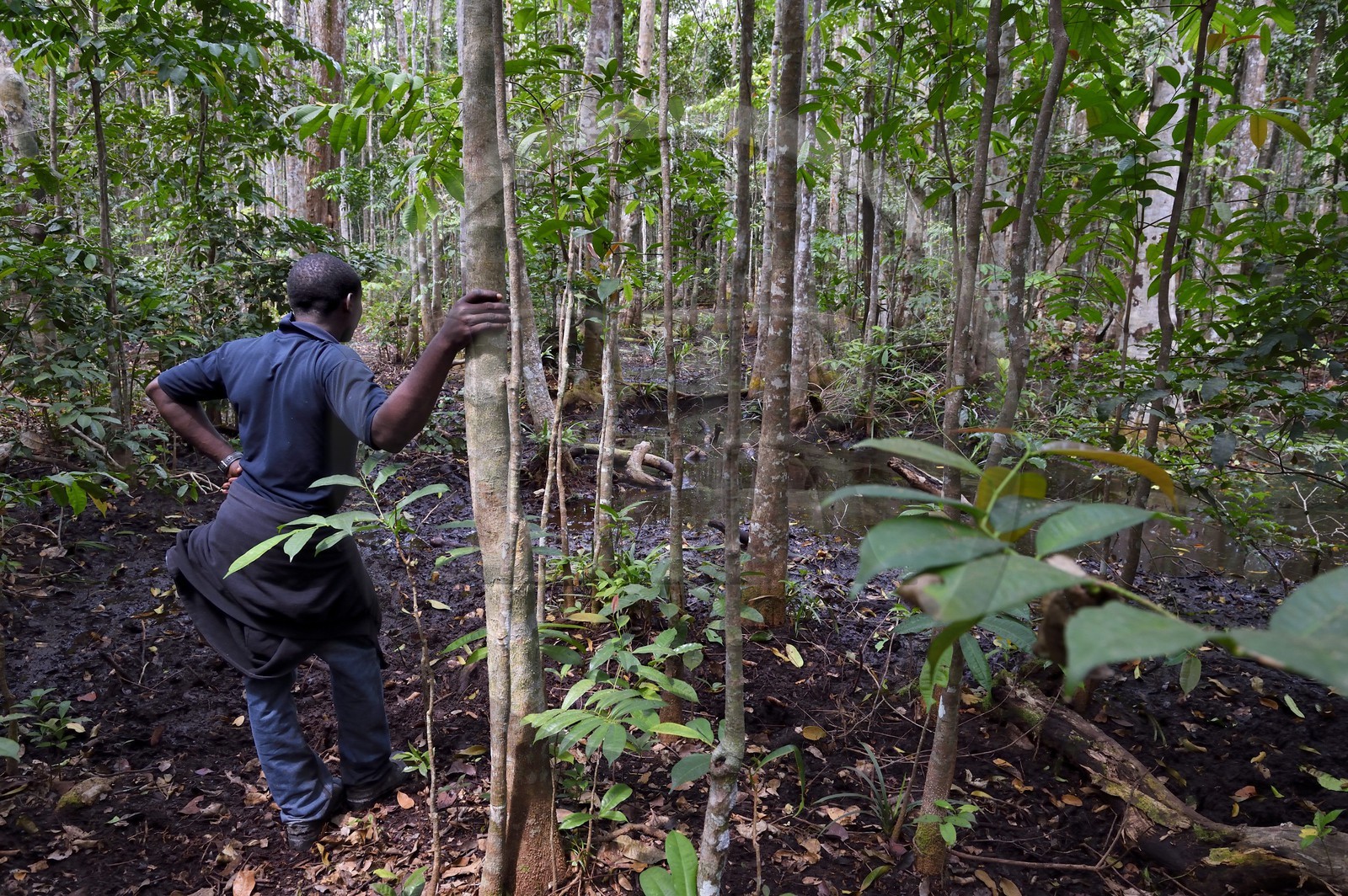 Gabon, Ogooue-Maritime Province, Loango National Park, forest and wetlands