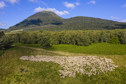 France, Puy de Dome, Parc Naturel Régional des Volcans d'Auvergne (regional nature park of Auvergne volcanoes), Chaine des Puys listed as World heritage by UNESCO, the two shepherdesses Ostiane and Charlotte keeping a flock of Rava sheep at the foot of the Puy de Dôme volcano (aerial view)