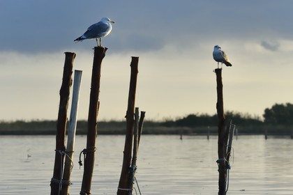 France, Haute Corse, the pond of Biguglia (Stagnu di Chiurlinu), nature reserve of Corsica (RNC), seagulls perched on alder stakes