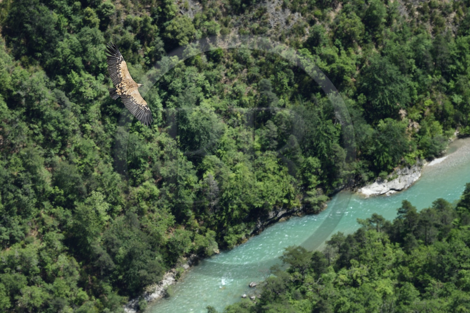 France, Alpes-de-Haute-Provence (04), Parc Naturel Régional du Verdon, Grand Canyon du Verdon, La-Palud-Sur-Verdon, point de vue de la Dent d’Aire, Vautour fauve (Gyps fulvus) en vol