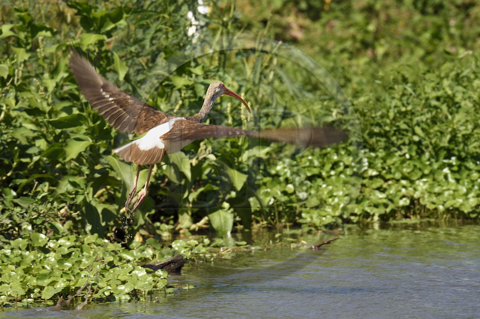 Nicaragua, Ile d'Ometepe réserve mondiale de Biosphère sur le lac Nicaragua, marais le long du Rio Istian, Ibis à face blanche (Plegadis chihi)