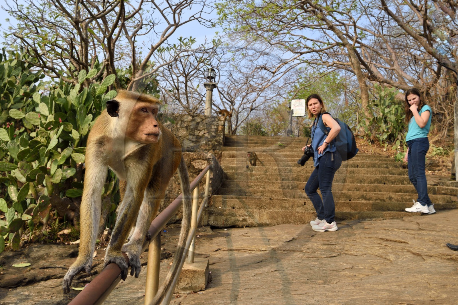 Sri Lanka, province centrale, district de Matale, Dambulla, Temple du Rocher Royal aussi appelé Ran Giri (Rocher doré), macaque à toque (Macaca sinica)