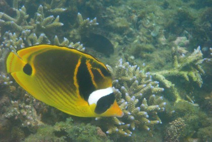 France, île de la Réunion, le récif corallien du lagon de la plage de Saint-Gilles et de l'Ermitage (vue sous-marine)