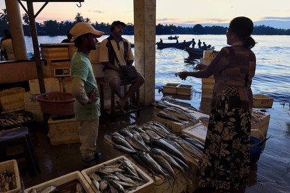 Sri Lanka, Province de l'Ouest, Negombo, vente de la peche de la nuit à la halle aux poisson du port