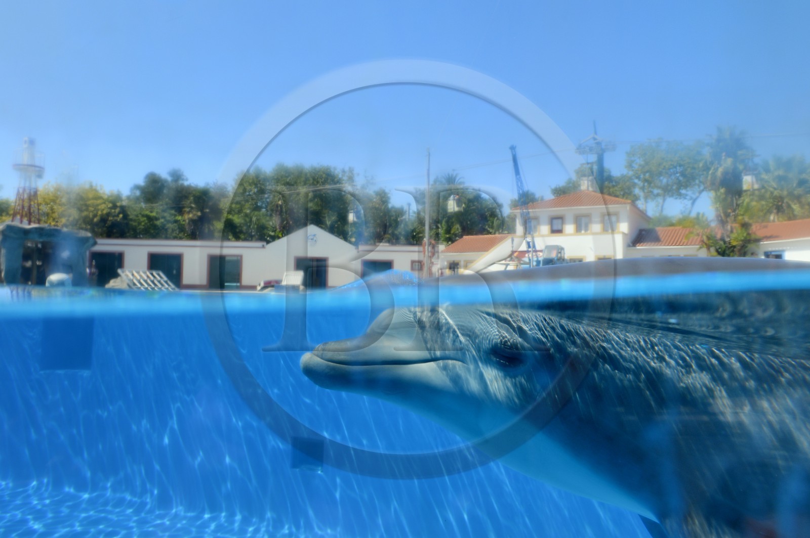 Portugal, Lisbonne, Jardin zoologique, le delphinarium, dauphin