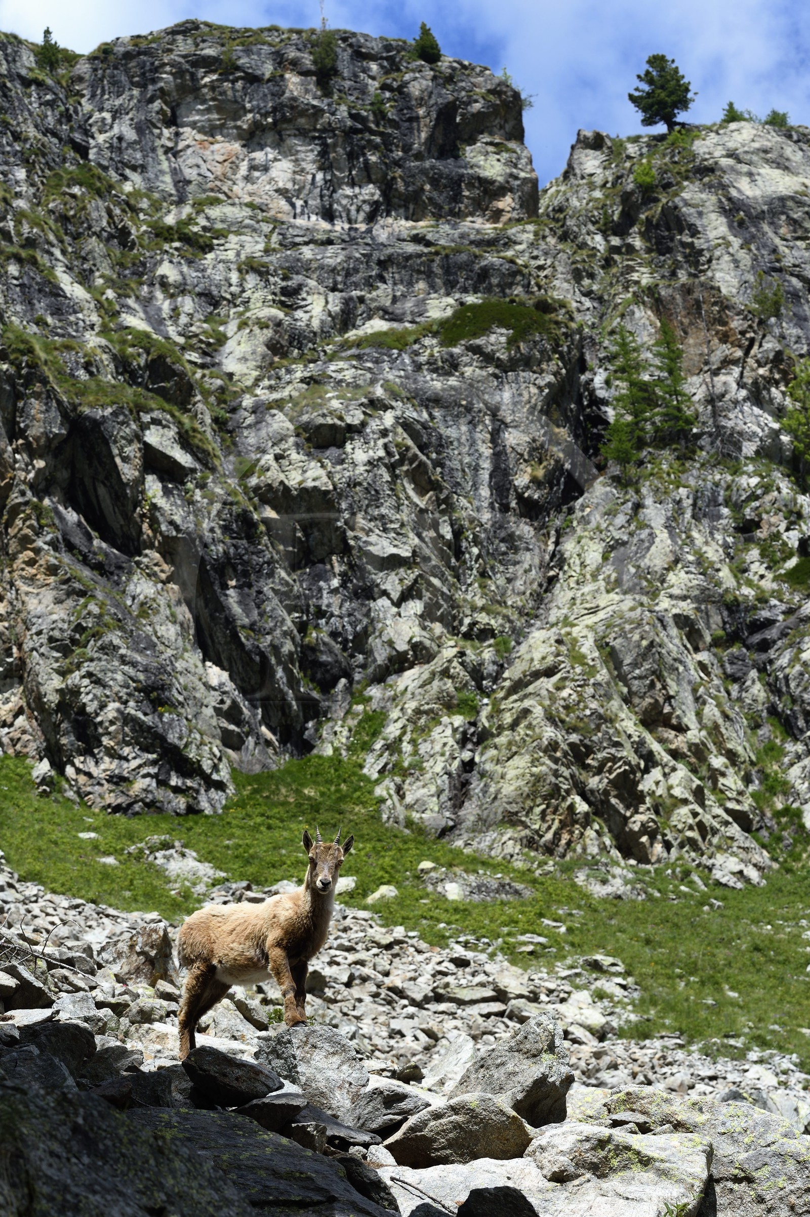 France, Alpes-Maritimes, parc national du Mercantour (Mercantour National Park), Valmasque valley, young female Alpine ibex (Capra ibex)
