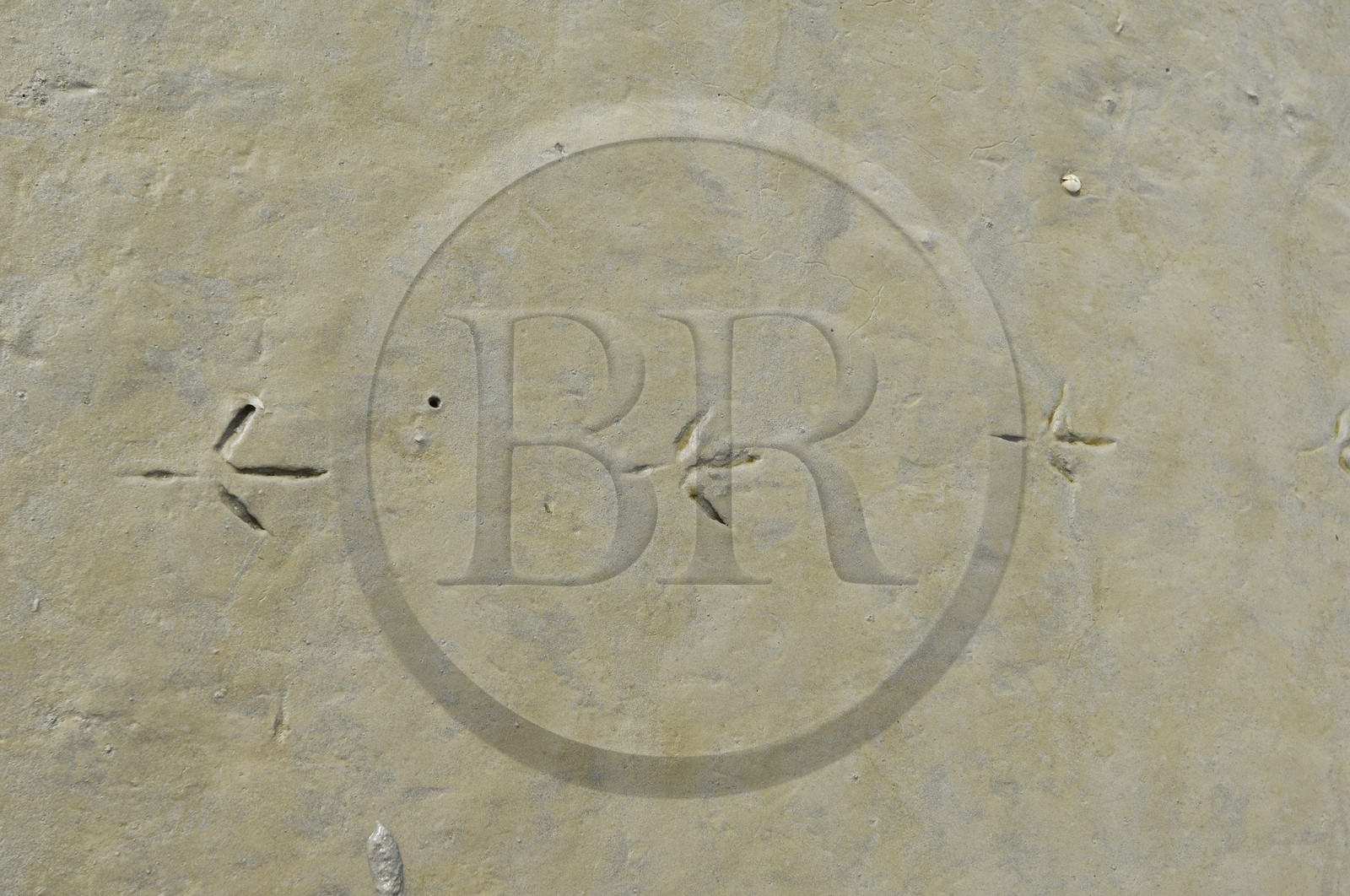 France, Manche (50), Baie du Mont-Saint-Michel, traces de mouette dans la vase