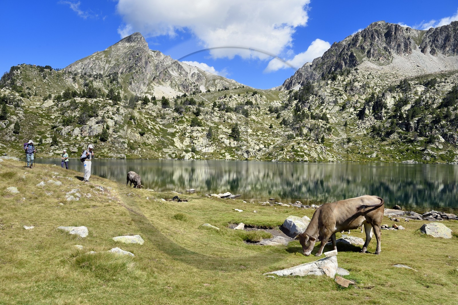 France, Hautes Pyrenees, Saint Lary Soulan and Vielle-Aure, hike on a variant of the GR10 between the Portet pass and the Bastan lakes on the edge of the Neouvielle nature reserve, herd of cows in the summer mountain pasture at the upper Bastan lake and the Pic de Bastan in the background