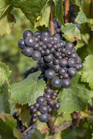 France, Cote d'Or, Climats terroirs of Burgundy listed as World Heritage by UNESCO, Cote de Beaune, Beaune, Hospices de Beaune plot Les Greves planted in 1er cru de Beaune, bunch of grapes a few days before the harvest