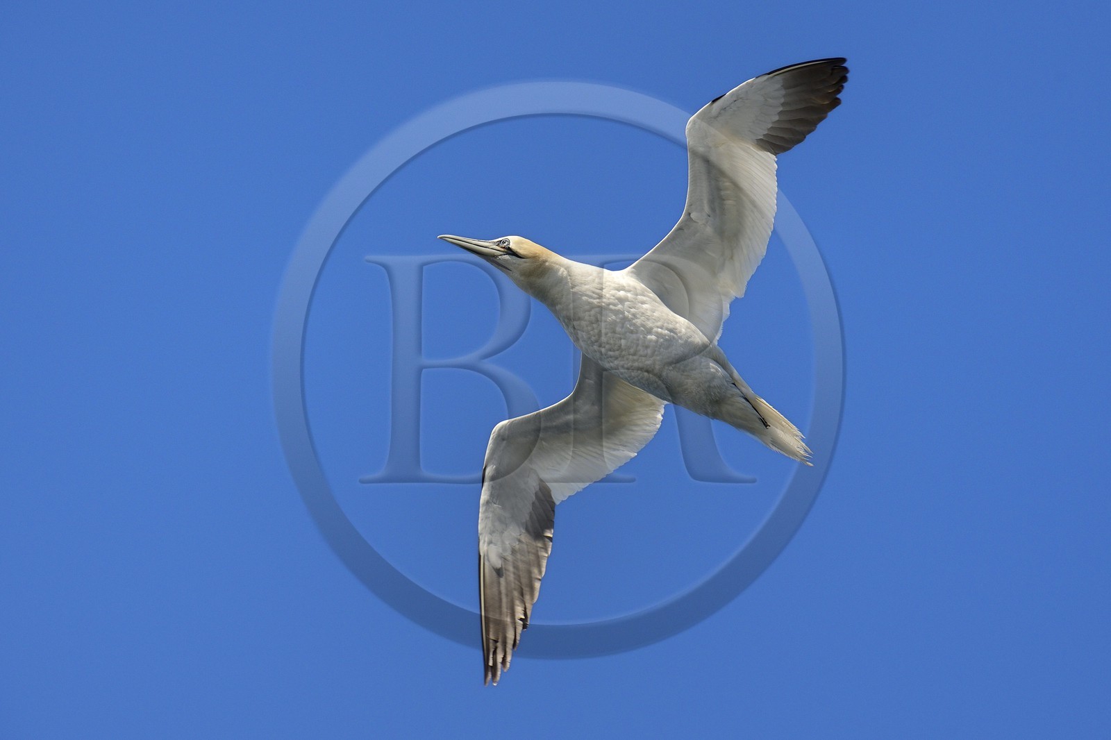 France, Cotes-d'Armor, Perros-Guirec, Sept-Iles Archipelago and bird sanctuary, Rouzic island, northern gannet (Morus bassanus)
