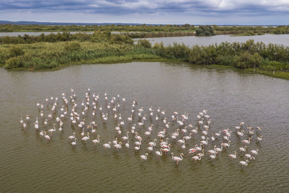 France, Gard (30), Vauvert, la Petite Camargue, réserve naturelle régionale du Scamandre, groupe de flamants roses (Phoenicopterus roseus)(vue aérienne)