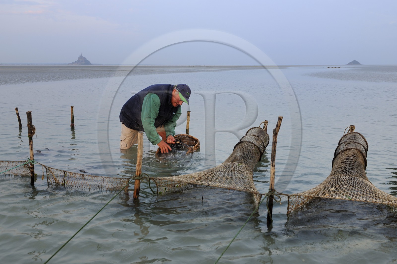 France, Manche (50), Baie du Mont-Saint-Michel, le pêcheur de grève Guy Jugan relevant ses filets de crevettes grises à l'aube