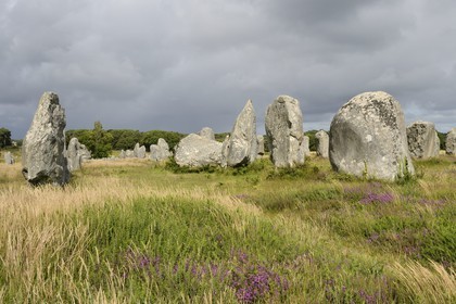 France, Morbihan (56), Carnac, alignement mégalithique de Kermario