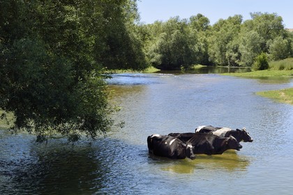 France, Meuse (55), Bannoncourt, vaches se baignant dans la Meuse