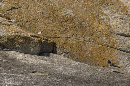 France, Finistère (29), Pays des Abers, Ile Vierge dans l'archipel de Lilia, huitrier pie (Haematopus ostralegus)
