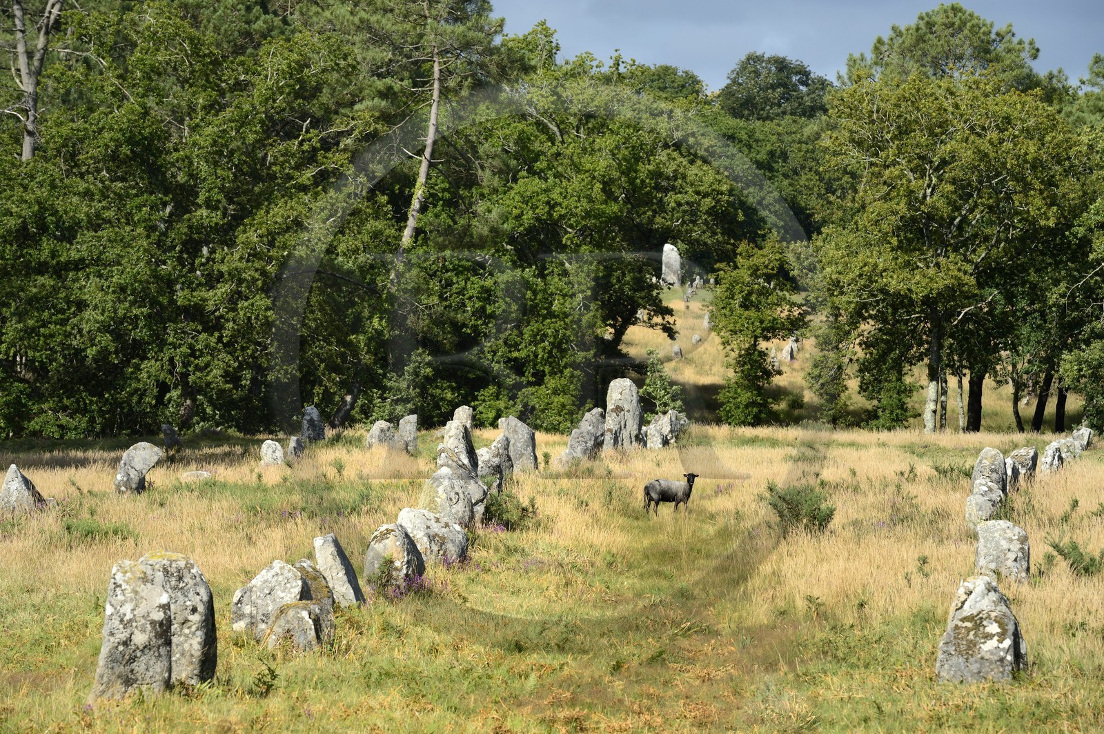 France, Morbihan (56), Carnac, alignement mégalithique de Kermario