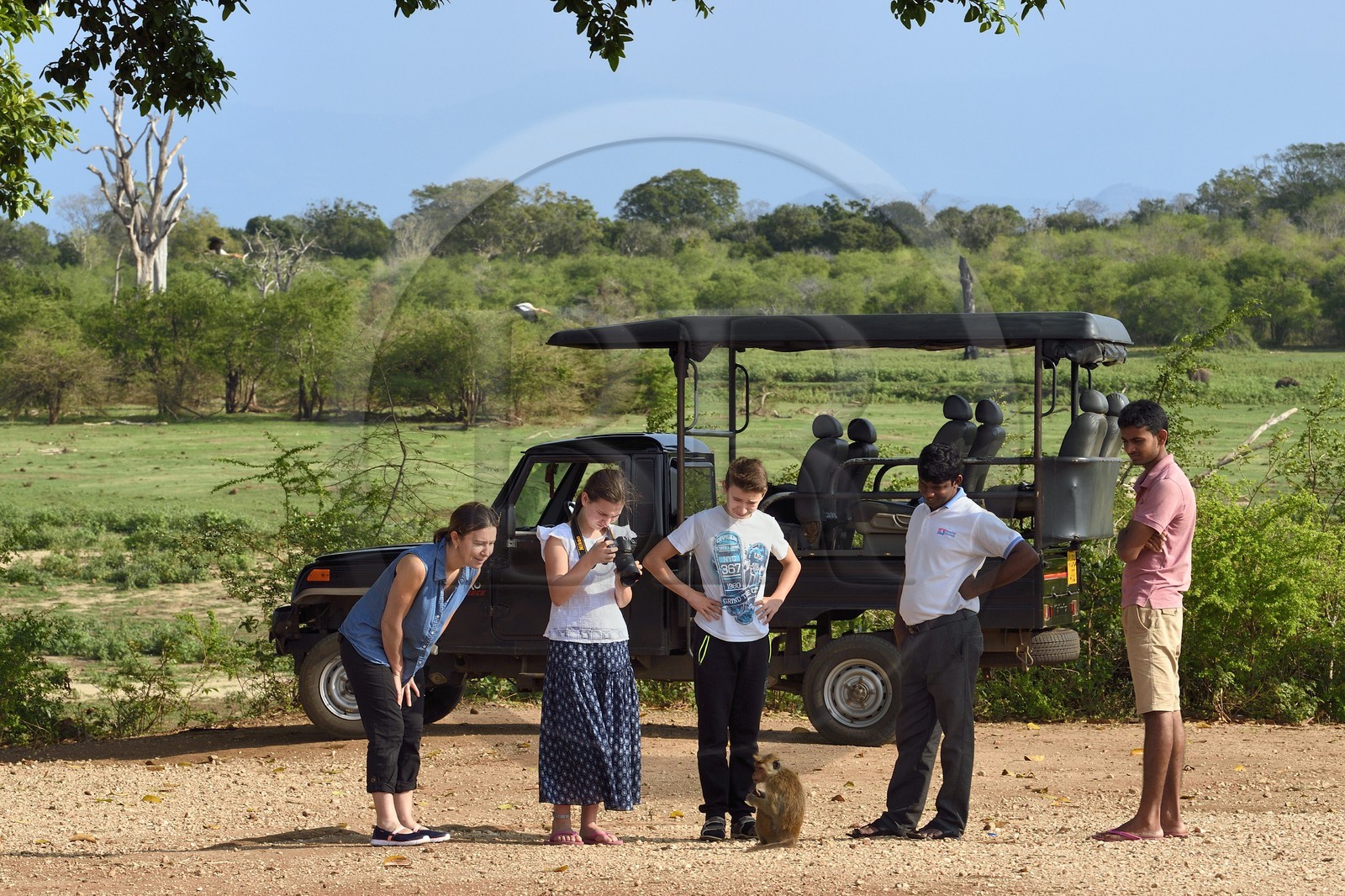 Sri Lanka, province d'Uva, Parc national d'Uda Walawe (Udawalawe National Park), macaque à toque (Macaca sinica)