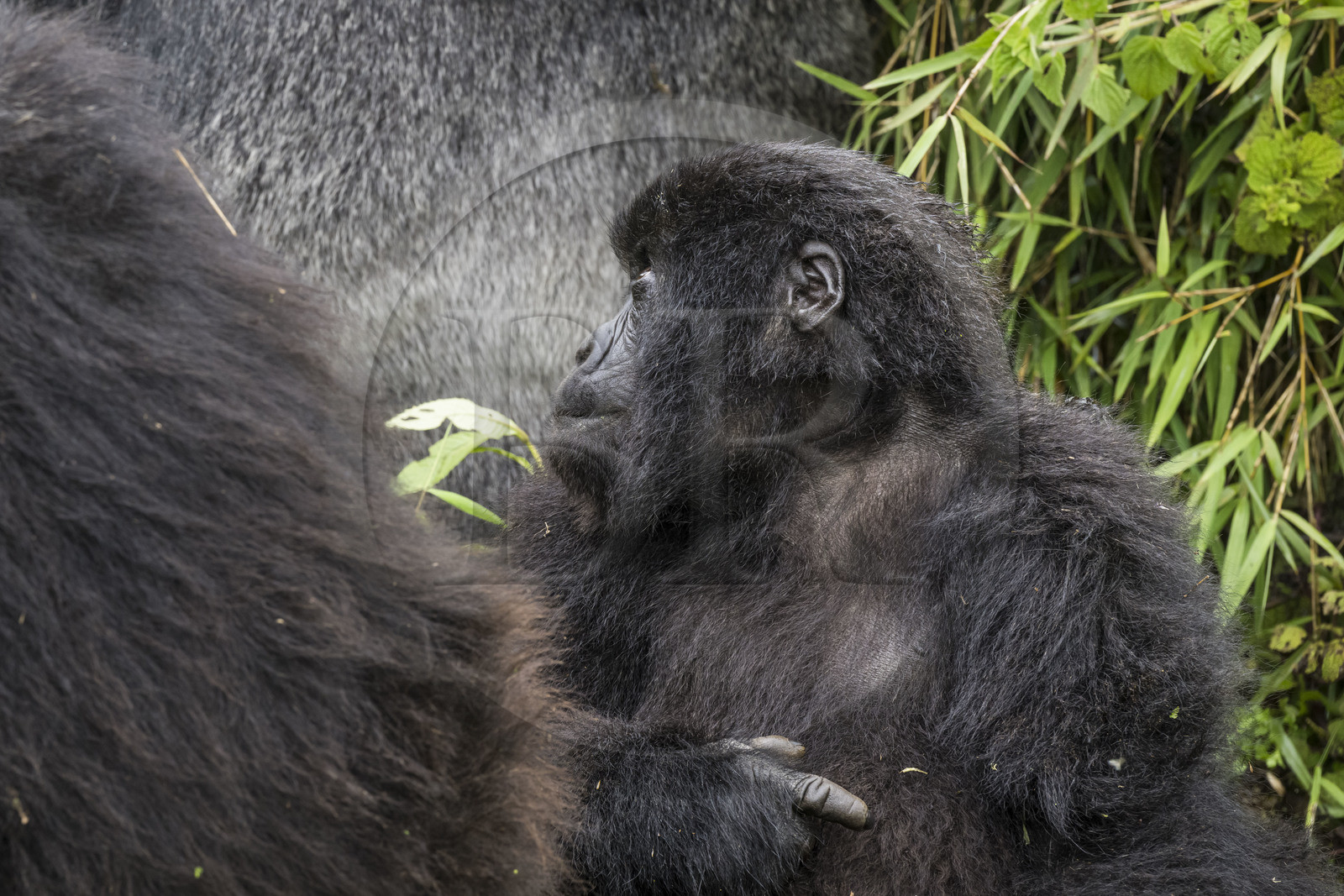 Rwanda, Province du Nord, Parc National des Volcans dans la chaine des Monts Virunga, mont Karisimbi, gorilles des montagnes (Gorilla beringei beringei) du groupe Susa