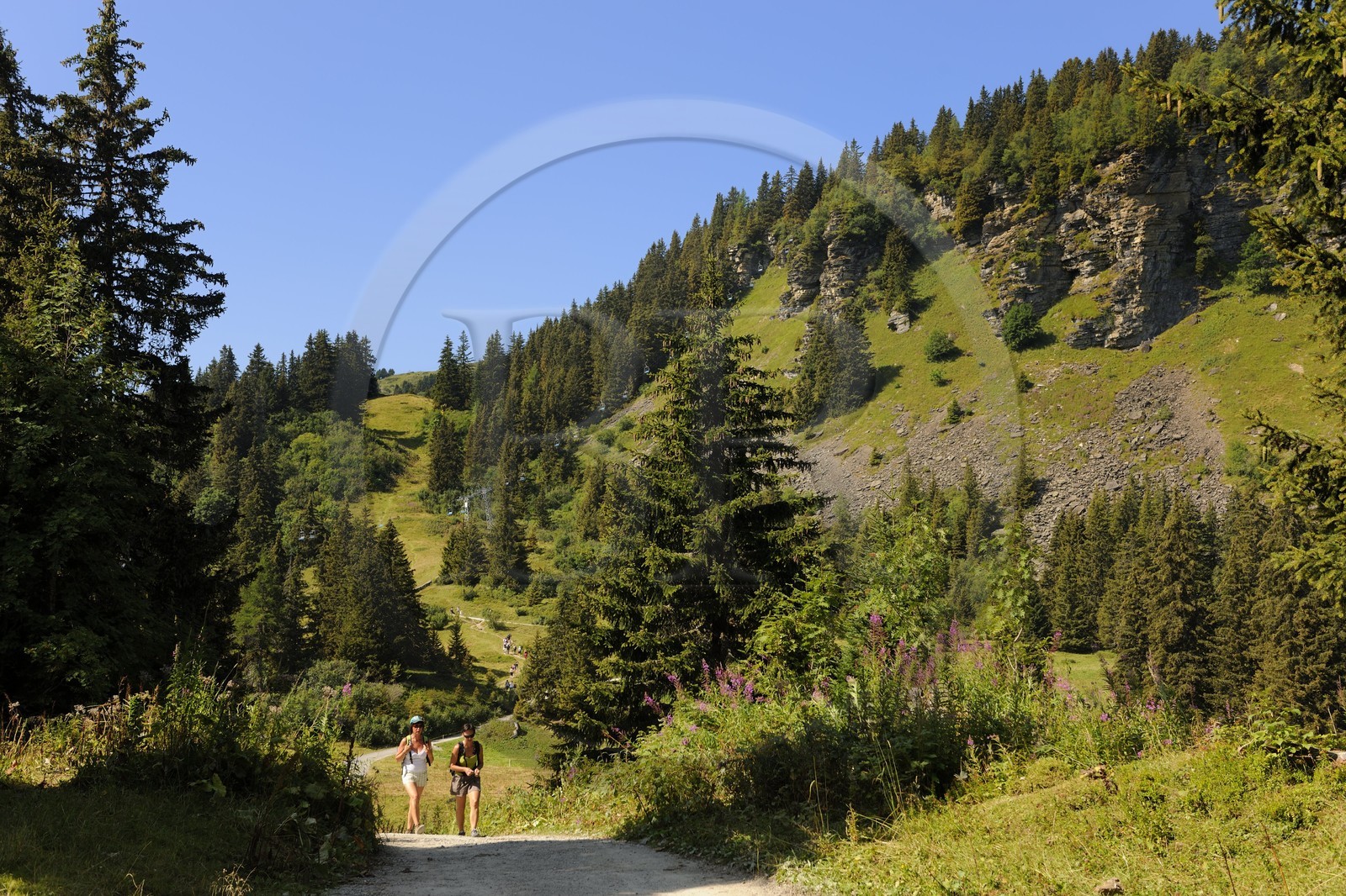 Suisse, Canton de Vaud, Villars sur Ollon, hameau de Bretaye