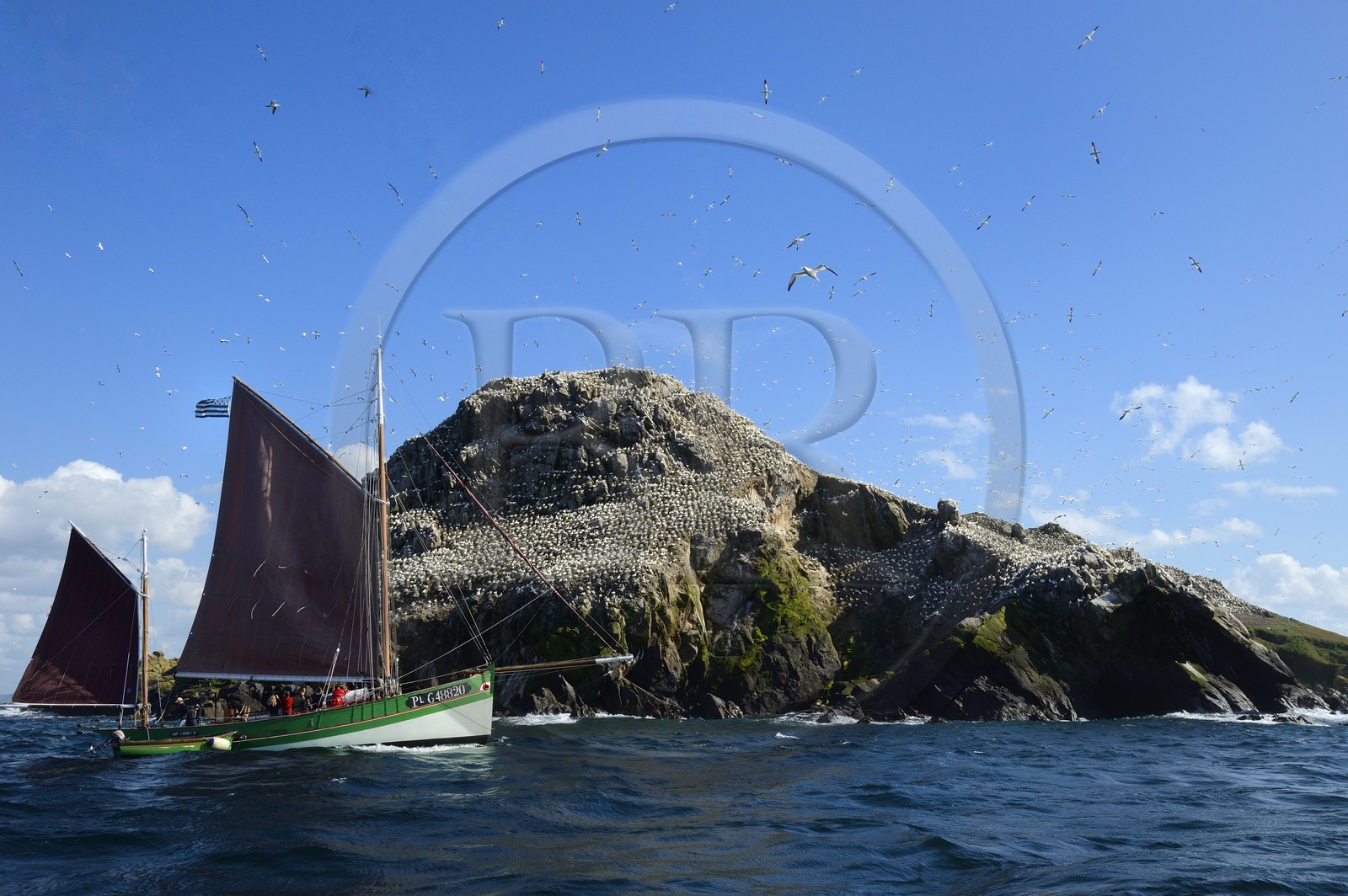 France, Côtes-d'Armor (22), Perros-Guirec, archipel et réserve ornithologique de Sept-Iles,  le voilier traditionnel Sant C'hireg (Saint Guirec) devant l'Ile Rouzic, colonie de fous de Bassan (Morus bassanus), unique point de nidification en France pour plus de 20000 couples