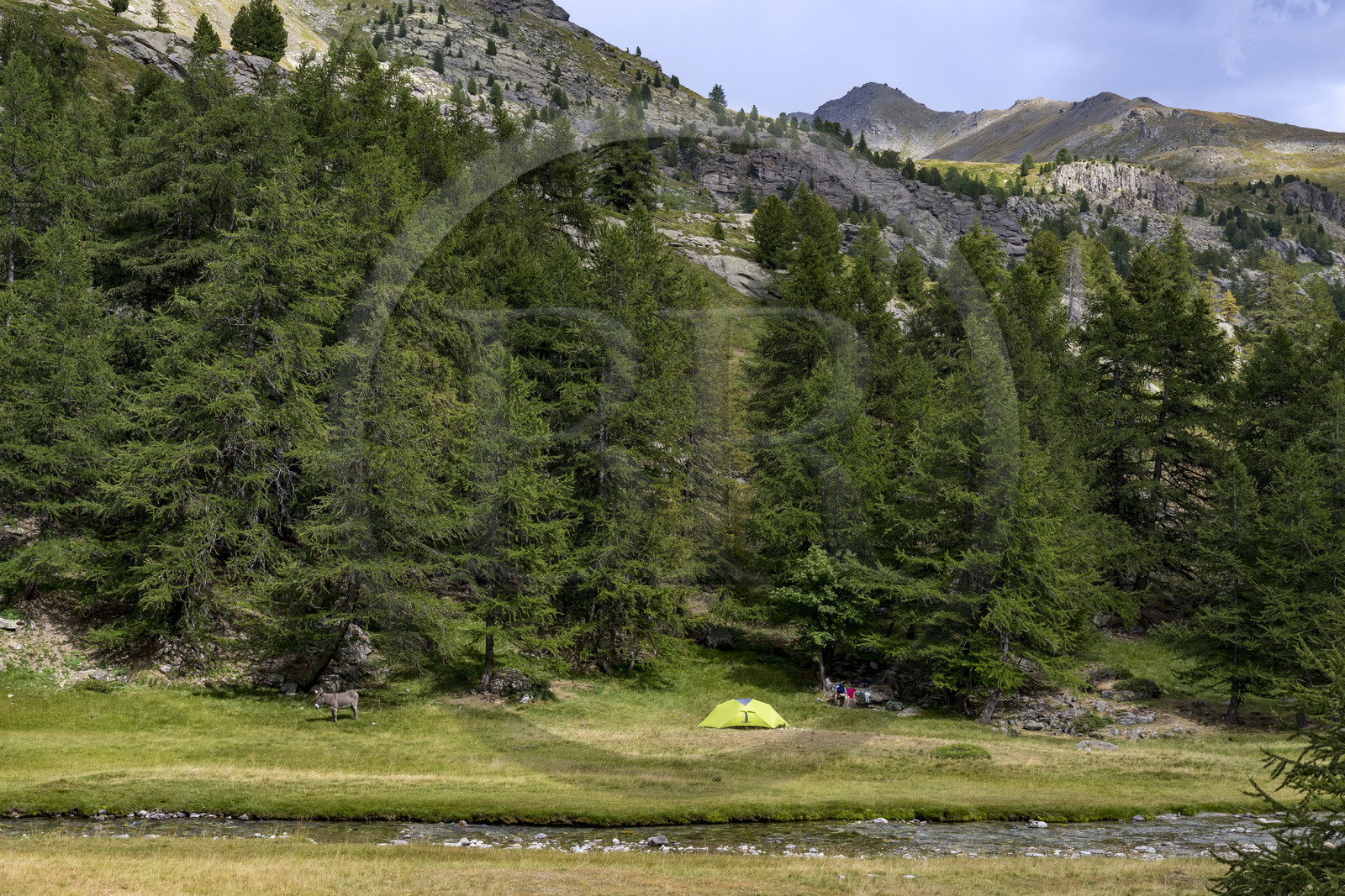 France, Hautes Alpes (05), le Briançonnais, Névache, vallée de la Clarée, randonnée avec un ane, campement du soir