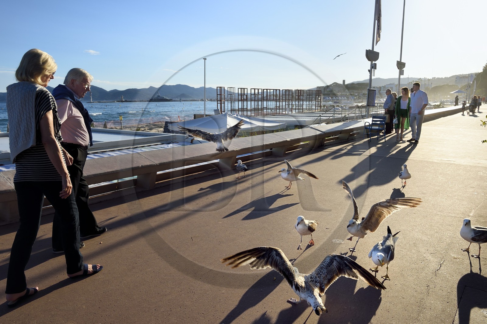 France, Alpes-Maritimes (06), Cannes, goélands et promeneurs sur la Croisette