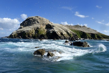 France, Côtes-d'Armor (22), Perros-Guirec, archipel et réserve ornithologique de Sept-Iles, Ile Rouzic, colonie de fous de Bassan (Morus bassanus), unique point de nidification en France pour plus de 20000 couples