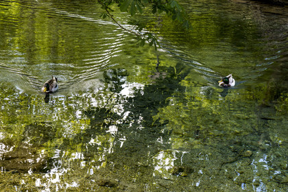 France, Vaucluse (84), Parc Naturel Régional du Mont Ventoux, Malaucène, résurgence karstique de la source du Groseau, canards