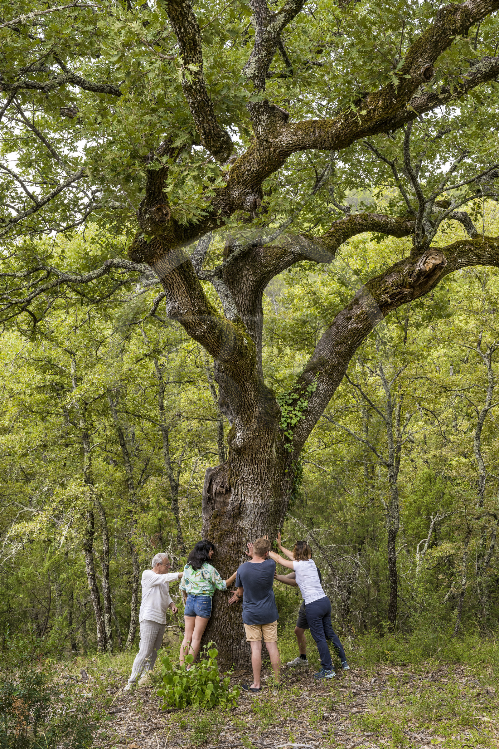 France, Var, Provence Verte (Green Provence), Bras, Academie du Bain de Foret Provencale (Academy of Forest Bathing in Provence), forest of the domaine Le Peyrourier - une campagne en Provence