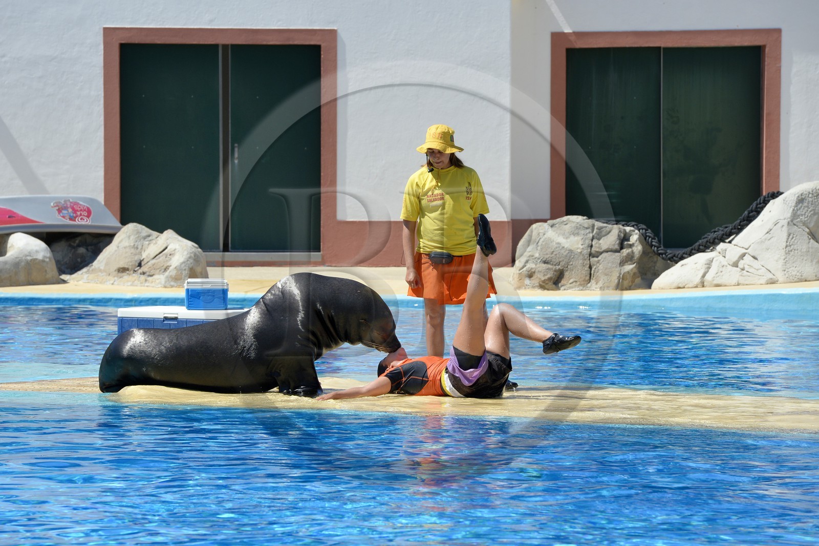 Portugal, Lisbon, Zoological Garden, the Dolphinarium, show with a sea lion