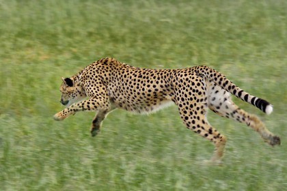 Namibia, Otjiwarongo, Cheetah Conservation Fund, research and education centre, cheetah (Acinonyx jubatus) trained to run to keep fit and healthy