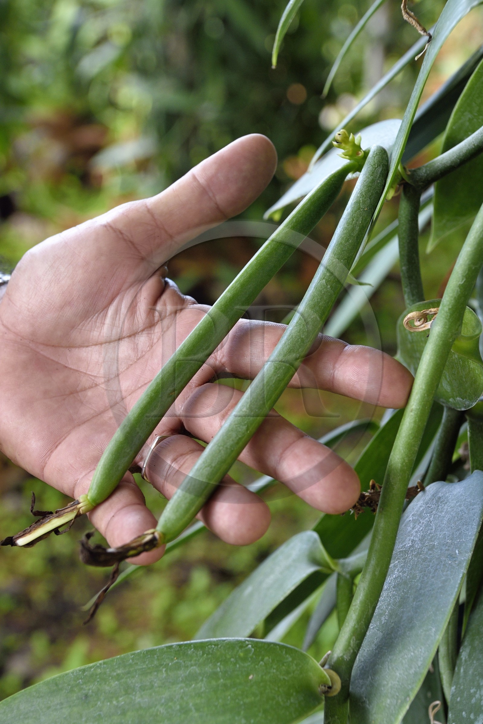 France, Ile de la Reunion, Saint-Louis, Domaine de Bellevue, producteur de vanille Planifolia biologique issues d'orchidées cultivées sous des panneaux photovoltaïques, gousses de vanille fécondées il y a 4 mois