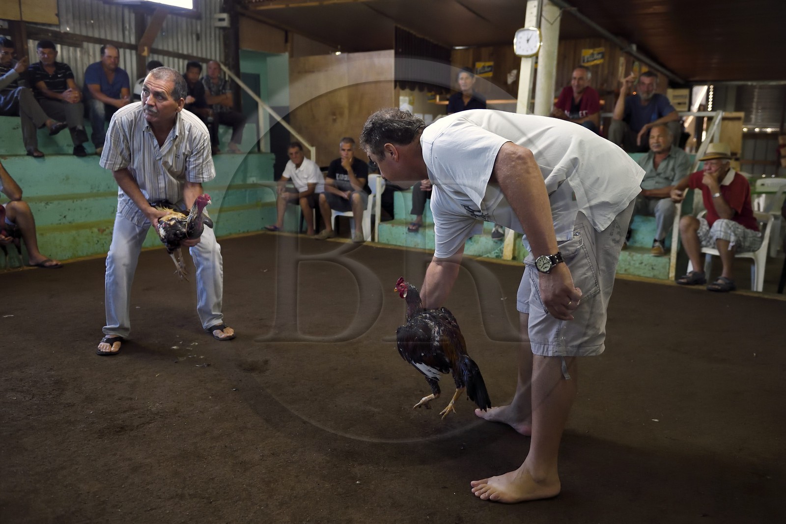 France, Ile de la Reunion, Petit Tampon, combat de coqs dans le Rond de Coq