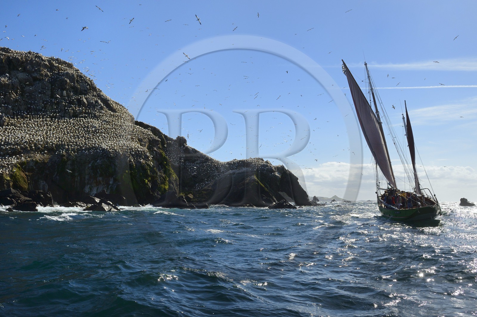 France, Côtes-d'Armor (22), Perros-Guirec, archipel et réserve ornithologique de Sept-Iles,  le voilier traditionnel Sant C'hireg (Saint Guirec) devant l'Ile Rouzic, colonie de fous de Bassan (Morus bassanus), unique point de nidification en France pour plus de 20000 couples