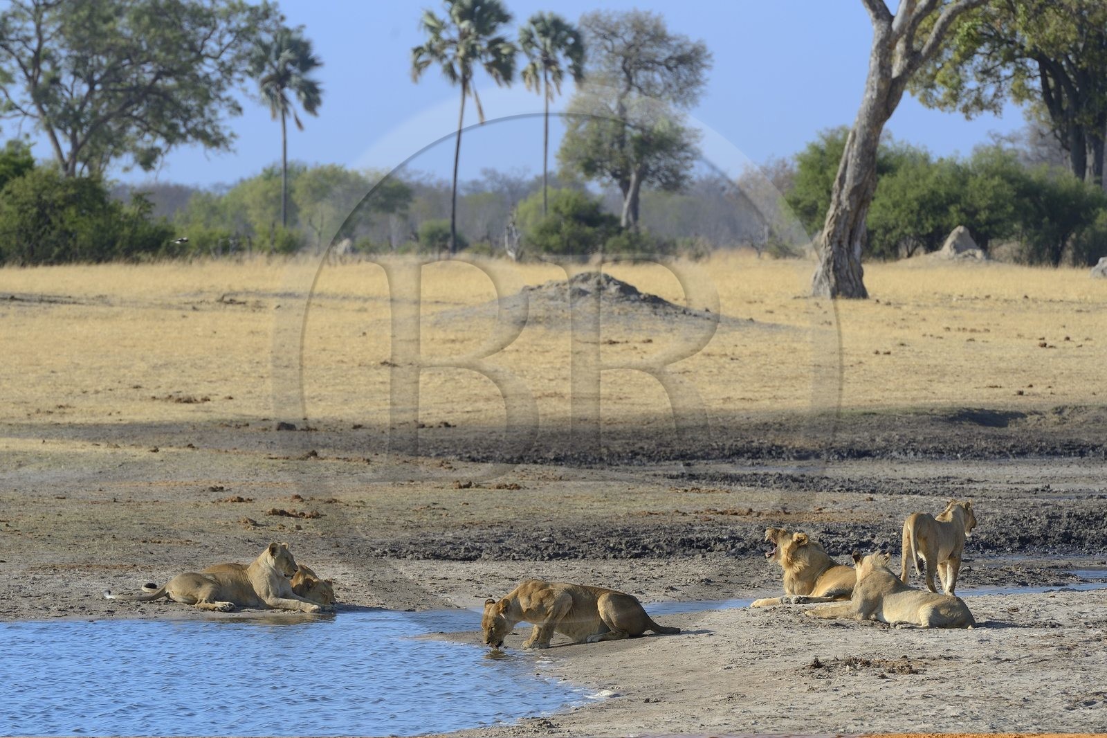 Zimbabwe, province de Matabeleland septentrional, parc national Hwange, groupe de lions (Panthera leo) autour d'un point d'eau
