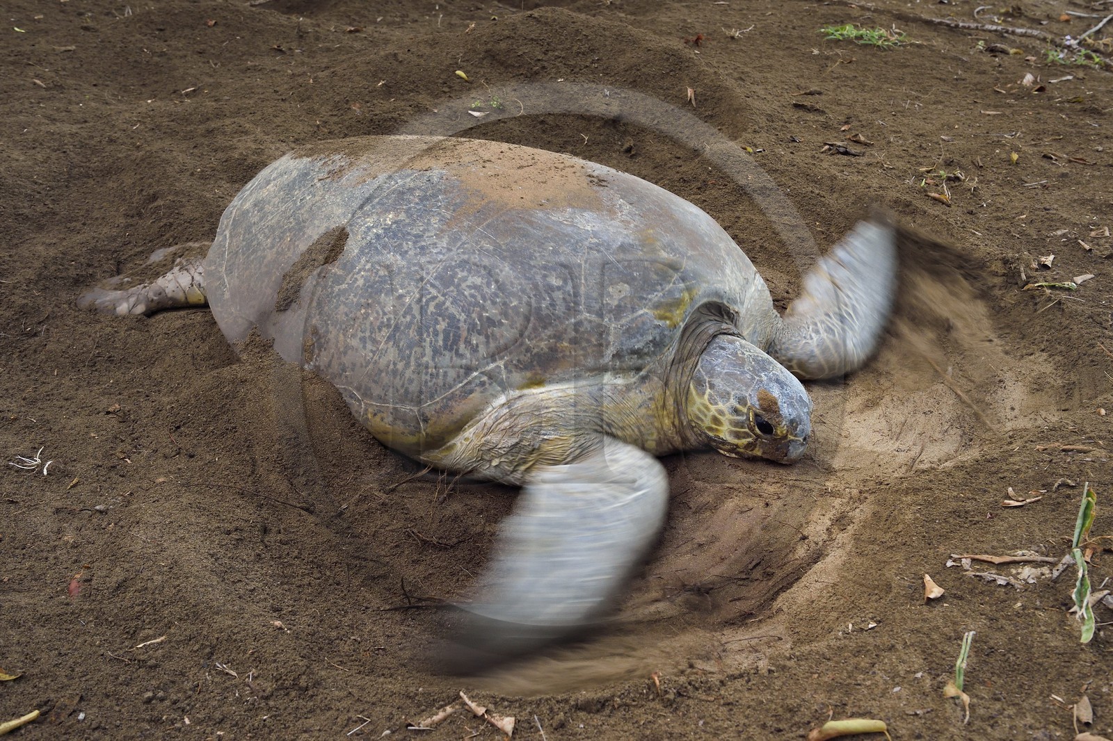France, Mayotte island (French overseas department), Grande-Terre, Kani-Keli, N’Gouja beach, the Maore Garden, green sea turtle (Chelonia mydas) covering eggs with sand after laying eggs