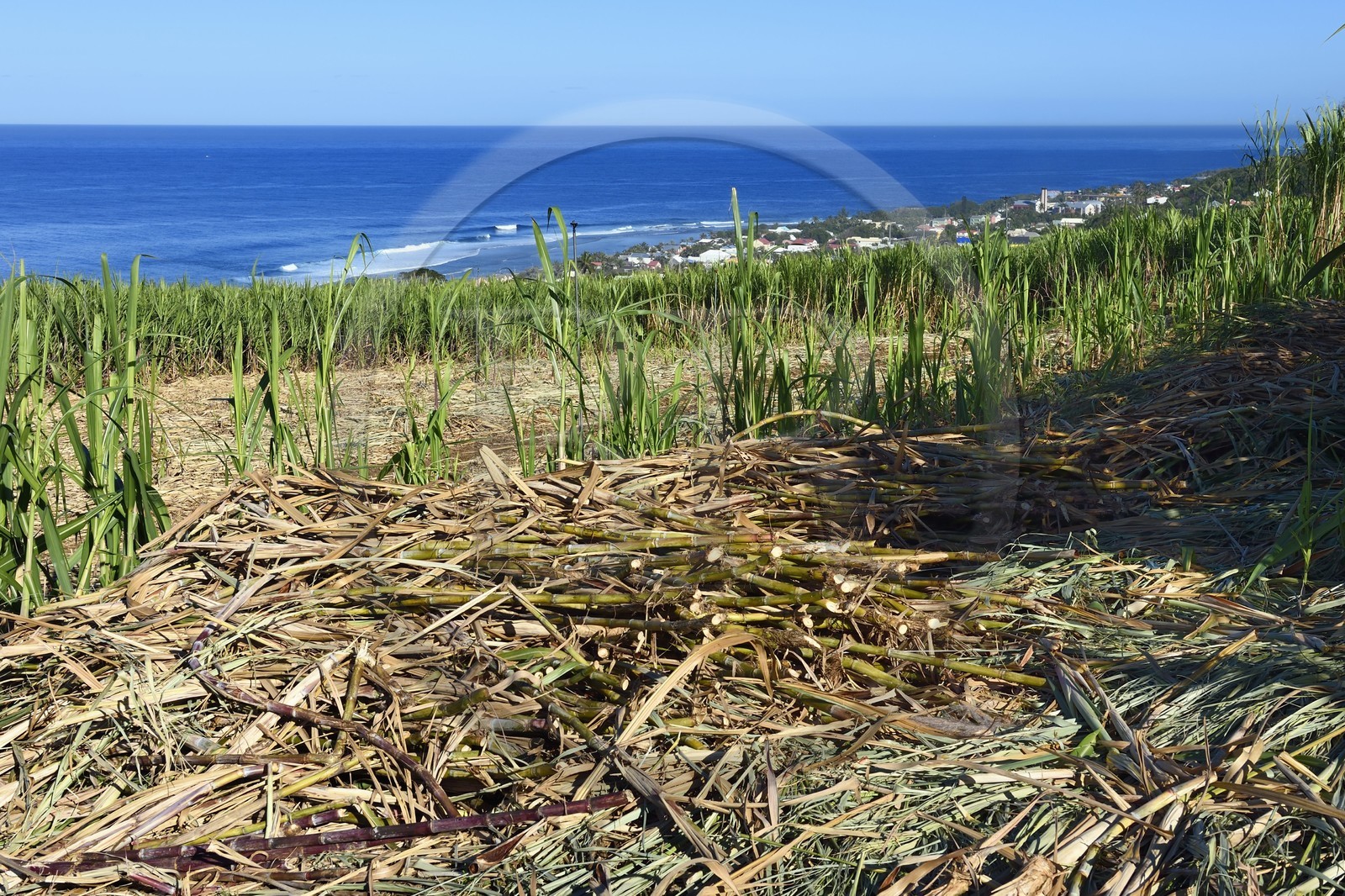 France, Reunion island (French overseas department), south coast, Petite-Ile, sugar cane field and Grands-Bois in the background